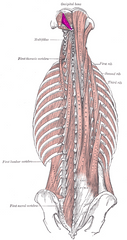 1.ORIGEN: Superficie anterior de la masa lateral del atlas

2.INSERCIÓN: Parte basilar del hueso occipital

3.ACCIÓN: Flexión del cuello en la articulación atlantooccipital

4.INSERVACIÓN: Ramas ventrales primarias de los nervios espinales C1...