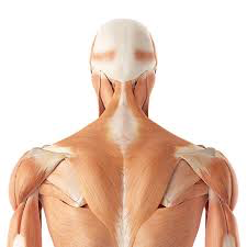 Músculos posteriores del cuello