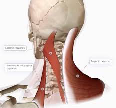 Grupo esplenio

contracción bilateral (extensión del cuello) y contracción unilateral (flexión 
lateral y rotación ipsilateral):