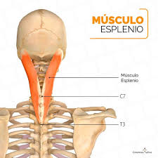 1.ORIGEN: Ligamento nucal y proceso espinoso de 
C7–T3

2.INSERCIÓN: Apófisis mastoides de los huesos 
temporal y occipital

3.ACCIÓN: Extiende, gira y flexiona lateralmente la 
cabeza

4.INSERVACIÓN: Rama posterior de los nervios 
espinales...