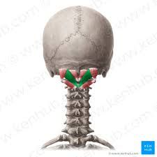 1.ORIGEN: Apófisis espinosa del axis (C2).

2.INSERCIÓN: Línea nucal inferior del hueso occipital.

3.ACCIÓN: Rotación y extensión ipsilateral de la cabeza.

4.INSERVACIÓN: Rama dorsal de C1, nervio suboccipital