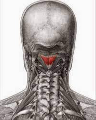 1.ORIGEN: Tubérculo en el arco posterior del atlas (C1).

2.INSERCIÓN: Parte medial de la línea nucal inferior del hueso occipital.

3.ACCIÓN: Extiende la cabeza al cuello.

4.INSERVACIÓN: Rama dorsal de C1, nervio suboccipital