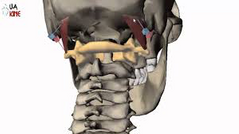 1.ORIGEN: Masa lateral del atlas.

2.INSERCIÓN: Mitad lateral de la línea nucal inferior.

3.ACCIÓN: Extiende y flexiona ipsilateralmente la cabeza.

4.INSERVACIÓN: Rama dorsal de C1, nervio suboccipital.