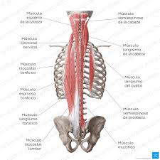 Grupo transverso espinal