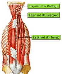 Rotación y extensión de la columna vertebral
