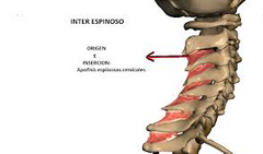 1.ORIGEN: Lado del vértice de la apófisis espinosa de C3–T1.

2.INSERCIÓN: Lado del vértice de la apófisis espinosa de C2–C7.

3.ACCIÓN: Extensión de la columna.

4.INSERVACIÓN: Ramas dorsales de los nervios espinales cervicales