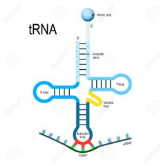 - Secondary structure is clover leaf like while tertiary structure is inverted L shaped 

- tRNA has 5 arms/loops

1. Anticodon loop, which has bases complementary to code 

2. Amino acid acceptor end, where amino acid binds 

3. T loop, which ...