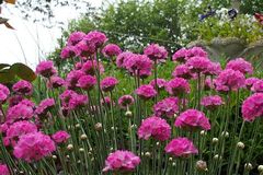 Armeria maritima / Armeria pubigera