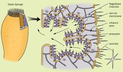 Espícula de Hexactinellida / esponxa