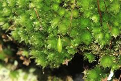 Bryum capillare