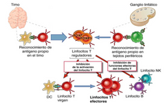 Linfocitos T reguladores