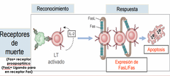 Receptores de muerte 
(Fas= receptor proapoptóico)
(FasL= Ligando para en receptor Fas)