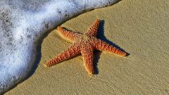 estrella de mar