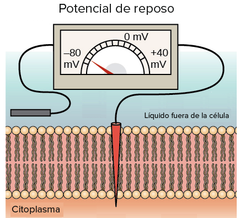 ¿Cómo se define el "Potencial de membrana en reposo"?