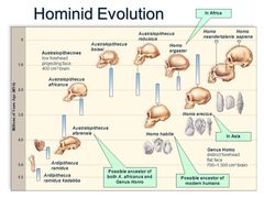 ERGASTER>1.75MA KENYA
 *EURASIA=> ERECTUS
*EUROPA=>
 **ANTECESOR=> H.GEORGICUS.
 **NEANDERTAL=>