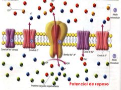 ¿Cuales son los orígenes del potencial de membrana en reposo (Em)?