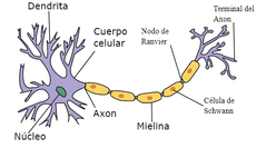 (Verdadero o falso)
Los axones de las neuronas son buenos conductores eléctricos.