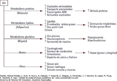 - AUMENTA LA SINTESIS PROTEICA en casi todas las células del organismo. 
- FAVORECE LA MOVILIZACION Y POTENCIA EL USO DE LOS ACIDOS GRASOS COMO FUENTE DE ENERGIA. 
- CONSERVA HIDRATOS DE CARBONO.