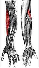 Augšdelma un spieķakaula muskulis
Origo- margo lateralis, septum intermusculare laterale
Insertio- virs processus styloideus radii
Functio- Flexio antebrachii, nostāda apakšdelmu vidusstāvoklī starp probāciju un supināciju