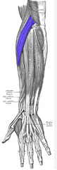 Garais plaukstas radiālais atliecējmuskulis
Origo- epicondylus lateralis humeri, septum intermusculare laterale
Insertio- basis ossis metacarpalis II
Functio- extensio manus, abductio manus