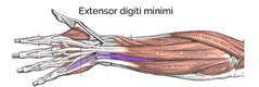 Mazā pirksta atliecējmuskulis
Origo- epicondylus lateralis humeri
Insertio- basis phalangis meadiae