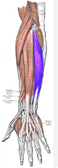 Ulnārais plaukstas atliecējmuskulis
Origo- epicondylus lateralis humeri, olecranon, facies posterior ulnae
Insertio- basis ossis metacarpalis V
Functio- extensio manus, adductio manus