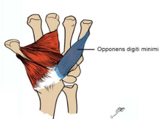 Mazā pirksta pretimliecējmuskulis
Origo- hamulus ossis hamati, retinaculum flexorum
Insertio- Os metacarpale V
Functio- oppositio digiti minimi