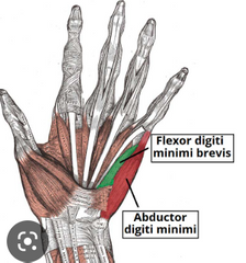 Īsais mazā pirksta saliecējmuskulis
Origo- hamulus ossis hamati, reinaculum flexorum
Insertio- basis phalangis proximalis digiti minimi
Functio- flexio digiti minimi