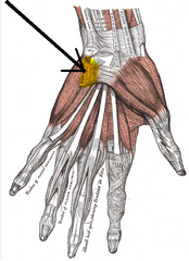 Īsais delnas muskulis ( rudimentārs)
Origo- retinaculum flexorum, aponeurosis palmaris , margo ulnaris
Insertio- Ādas delnas iekšējā mala
Functio- iekroko ādu delnas iekšējā mala