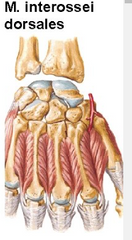 Plaukstas dorsālie kaulstarpu muskuļi
Origo- I-V metakarpā kaula savērtās virsmas
Insertio- phalanx proximalis ( II- IV pirkstam) 
Functio- abductio digitorum ( II un IV pirkstu atvelk no III pirksta, trešo uz abām pusēm)