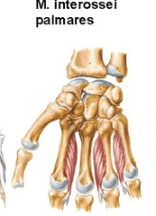 Plaukstas palmārie kaulstarpu muskuļi:
Origo- Os metacarpale ( II, IV, V) 
Insertio- phalanx proximalis ( II, IV, V pirkstam)