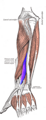 Garais īkšķa saliecējmuskulis
Origo- facies posterior ulnae, membrana interossea antebrachii
Insertio- basis phalangis distalis pollicis
Functio- extensio pollicis (visās locītavās)