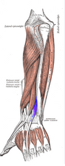 Rādītājpirksta atliecējmuskulis
Origo- facies posterior ulnae, membrana interossea antebrachii
Insertio- basis phalangis mediae, basis phalangis distalis indicis
Functio- extensio indicis ( visās locītavās)
