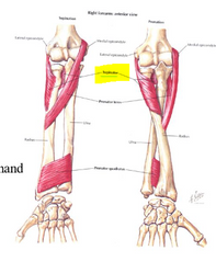 Ārpusgriezējs muskulis
Origo- epicondylus lateralis humeri, ulna
Insertio- facies lateralis radii
Functio- supinatio antebrachii