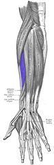 Īsais plaukstas radiālais atliecējmuskulis
Origo- Epicondylus lateralis humeri
Insertio- Basis ossis metacarpalis III
Functio- Extensio manus abductio manus