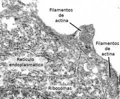 Filamentos de actina (color verde) en células en cultivo. Nótese su concentración en la zona periférica de la célula.