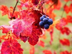 Spécificité d’action de la vigne rouge ?