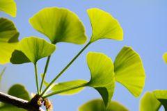 Contre-indication du Gingko ?