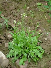 Quelle est cette plante ?