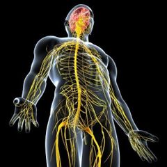 El sistema nervioso es un conjunto de células encargadas de dirigir, supervisar y controlar todas las funciones y actividades de nuestros órganos y organismo en general