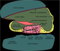 Pressure differences between the scala vestibuli and scala timpani perilymph causes the basilar membrane to vibrate. "perilymph compression wave"