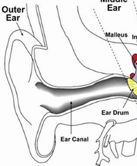 Direct sound on to the tympanic membrane - The ear canal has a resonance frequency of 2-5Khz which is the same as speech = efficient transmission
Protection and cleansing through trapping foreign bodies - growth of skin unidirectionally outwards 