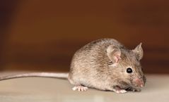 ratón