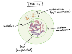 G2 stadijā ir centrosomu pāris, dublicēts hromatīns un kodols