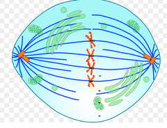 Hromosomas izkārtotas metafāzes plātnītē, visas centromēras caur kinetohoru ir savienojušās ar dalīšanās vārpstu.
Centriolas ir skaidri nostājušās šūnas pretējos polos
Nozīmīgākais šūnas cikla kontrolpunkts- dalīšanās v