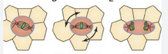 Epitēlijšūnās, kuras neatdalas pilnīgi izveidojas starpšūnu kontakti, kuri atstāj pārejas spraugu no vienas šūnas uz otru.