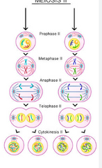 Līdzīga mitozei, tikai ir haploīds hromosomu komplekts, DNS replikācija nenotiek.