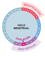 Los espermatozoides se mantienen fértiles en el aparato reproductor femenino hasta 5 días, por lo que, para que tenga lugar la fecundación, el coito debe producirse en algún momento entre 4 y 5 días antes de la ovulación