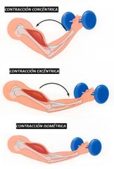 ISOMÉTRICO: cuando el músculo NO se acorta durante la contracción. El músculo NO se acorta durante la contracción. 
ISOTONICO: el musculo se acorta contra una carga fija, y puede ser concentrico o excentrico.