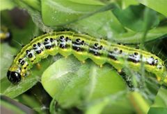 Cydalima perspectalis (polilla del boj, buxo)